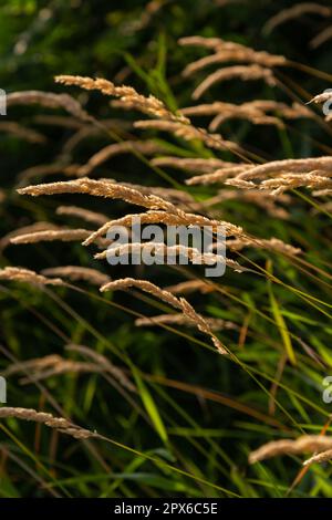 Schöne, weiche, fokussierte Gräser und Anfälle an einem wunderschönen sonnigen Tag. Stachelblüten wilde Wiesenpflanzen. Süßes Vernalgras Anthoxanthum odoratum und c Stockfoto