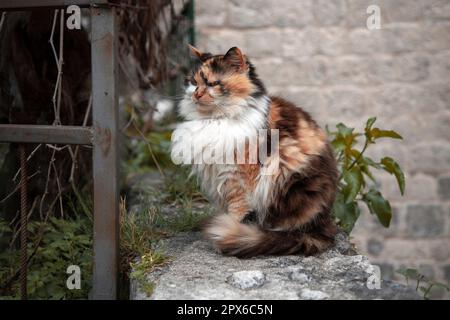 Porträt einer dreifarbigen Katze, die auf einem Steinzaun sitzt Stockfoto