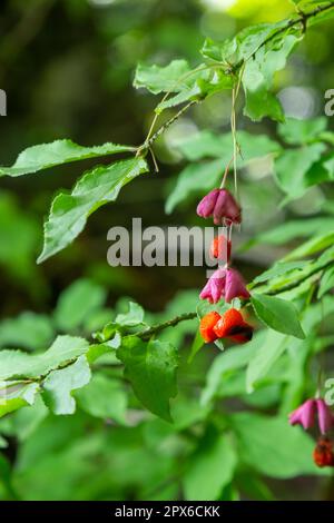 Euonymus europaeus european Common Spindle Capsulular reifende Herbstfrüchte, rot bis violett oder rosa mit Orangensamen, bunten Herbstblättern. Stockfoto