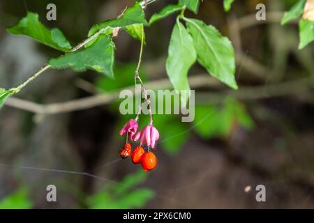 Euonymus europaeus european Common Spindle Capsulular reifende Herbstfrüchte, rot bis violett oder rosa mit Orangensamen, bunten Herbstblättern. Stockfoto