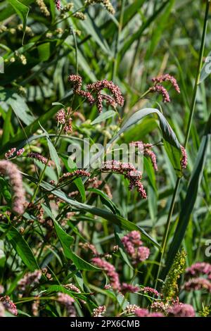 Farbenfrohe Persicaria longiseta, eine blühende Pflanze in der Knotweed-Familie. Stockfoto