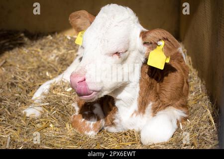 Ein braunes und weißes neugeborenes Kalb, das im Strohhalm liegt und seine Nase leckt Stockfoto