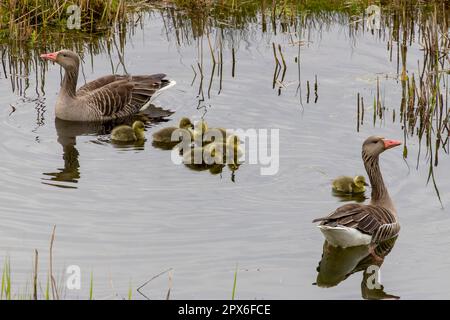 Greylag Goose (Anser anser) paart sich mit ihren Küken, die auf dem Donaurieder-See, Oberdischingen, Baden-Württemberg, Deutschland, schwimmen Stockfoto