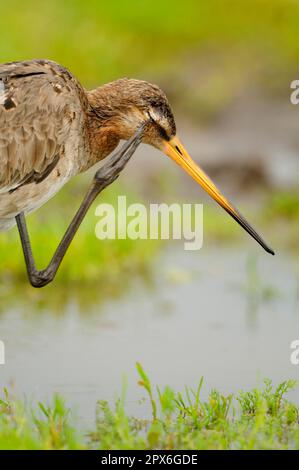 Schwarzschwanzgott (Limosa limosa) Erwachsener, Zucht Gefieder, kratzendes Auge mit Fuß, Niederlande Stockfoto