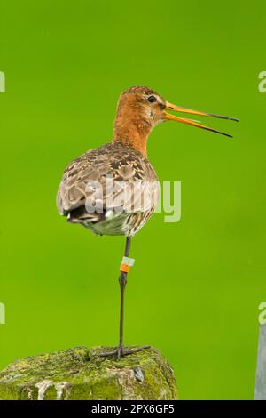 Schwarzschwanzgöttin (Limosa limosa), Erwachsener, Zuchthupfer, ruft, mit Beinbändern, steht auf dem Posten, Niederlande Stockfoto