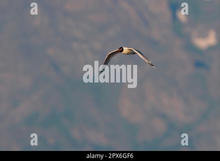 Relict Gull (Ichthyaetus relictus), Erwachsener, im Flug, Alakol-See, Kasachstan Stockfoto