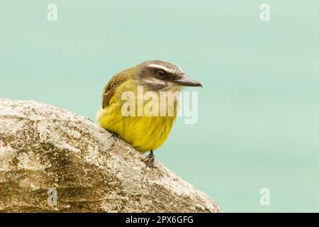 Erwachsener Golden-Crowned Flycatcher (Myiodynastes chrysocephalus), sitzt auf einem Felsen im montanen Regenwald, San Isidro, Anden, Ecuador Stockfoto