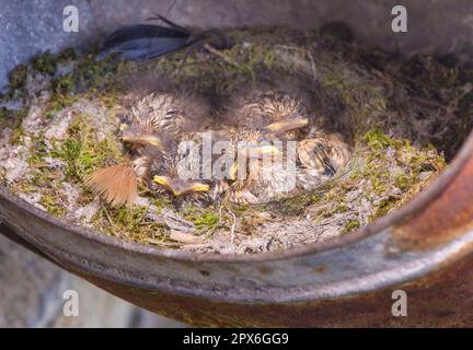 Flycatcher-Küken (Muscicapa striata), die im Nest in einem alten Metalltränken sitzen, Whitewell, Lancashire, England, Vereinigtes Königreich Stockfoto