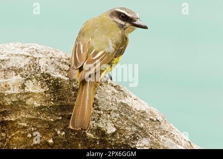 Erwachsener Golden-Crowned Flycatcher (Myiodynastes chrysocephalus), sitzt auf einem Felsen im montanen Regenwald, San Isidro, Anden, Ecuador Stockfoto