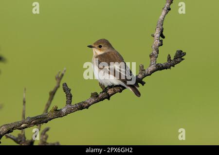 Rattenfänger (Ficedula hypoleuca), weiblich, hoch oben auf dem Zweig, Lemnos, Griechenland Stockfoto