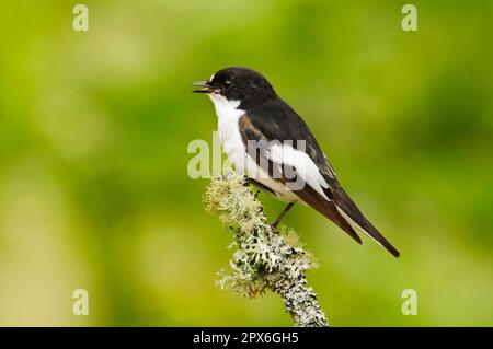 Europäischer Rattenfliegenfänger (Ficedula hypoleuca), erwachsener Mann, singend, sitzt auf einem mit Flechten bedeckten Zweig, Gilfach Farm Nature Reserve, in der Nähe von Rhayader Stockfoto