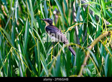 Ruheloser Fliegenfänger (Myiagra inquieta), Erwachsener auf einer Wiese am Flussufer, Südosten von Queensland, Australien Stockfoto