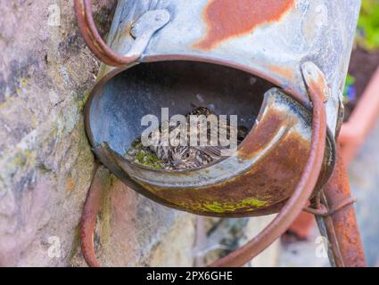 Flycatcher-Küken (Muscicapa striata), die im Nest in einem alten Metalltränken sitzen, Whitewell, Lancashire, England, Vereinigtes Königreich Stockfoto