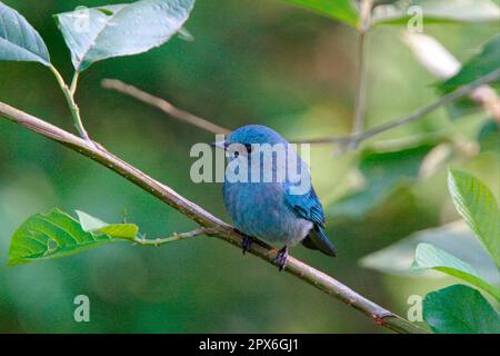 Lazuli Flycatcher, Lazuli Flycatcher, Singvögel, Tiere, Vögel, Verditer Flycatcher (Eumyias thalassinus), männlicher Erwachsener, hoch oben, Laifengshan Stockfoto