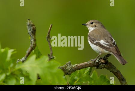 Rattenfänger (Ficedula hypoleuca), weiblich, hoch oben auf einem Zweig im Eichenwald, Peak District, Derbyshire, England, Großbritannien Stockfoto