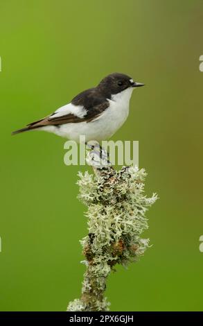 Rattenfänger (Ficedula hypoleuca), männlich, hoch oben auf einem mit Flechten überzogenen Stock in Eichenwäldern, Peak District, Derbyshire, England, Vereinigtes Königreich Stockfoto