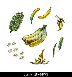 Bananenobst und Palmenblätter. Handgemalt mit Tinte im Vintage-Stil. Lineares Grafikdesign. Detaillierte vegetarische Speisen. Vektordarstellung für Beschriftung Stock Vektor
