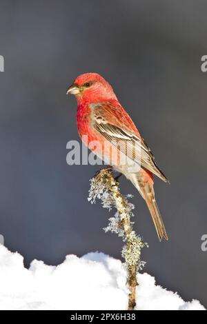 Kiefernschnabel (Pinicola enucleator), männlicher Erwachsener, sitzt auf einem Ast im Schnee, Nordfinnland Stockfoto