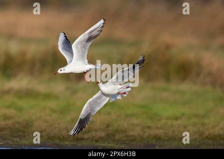 Schwarzkopfmöwe (Chroicocephalus ridibundus) zwei Erwachsene, nicht zuchtendes Gefieder, im Flug, einer jagt den anderen über das Weideland, Suffolk, England Stockfoto