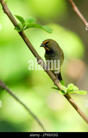 Gelbköpfiger Grassquit (Tiaris olivacea), ausgewachsener Mann, auf Stiel, Marshall's Pen, Jamaika Stockfoto