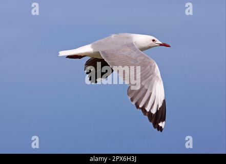 Hartbutts hartbuttmöwe (Chroicocephalus hartlaubii), Erwachsener, im Flug, Kap, Südafrika Stockfoto