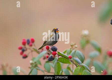 Gelbgesichtiger Grassquit (Tiaris olivacea) männlich, singend, hoch oben auf Brombeeren, Costa Rica Stockfoto