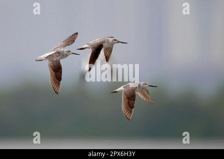 Nordmannscher Grünschenkel (Tringa guttifer), gefleckter Grünschenkel, Tiere, Vögel, Waders, Nordmanns Greenshank, drei Erwachsene, im Flug über Gezeiten Stockfoto