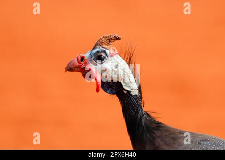 Perlhühner, Perlhühner, Perlhühner (Numida meleagris), Perlhühner, Hühner, Tiere, Vögel Stockfoto