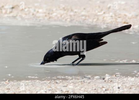 Grackle (Quiscalus major), männlich, trinkend aus Pfütze, Sanibel Island, Florida (U.) S.A. Stockfoto