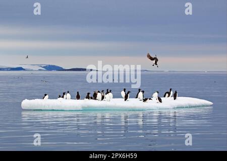 Brunnichs Guillemot (Uria lomvia) Erwachsene, Sommergefieber, Herde auf Eisscholle in Offshore-Habitat, Spitzbergen, Svalbard Stockfoto