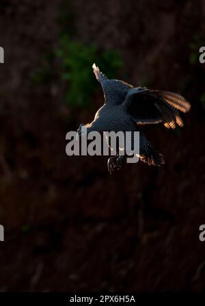 Helmguineafowl (Numida meleagris) unreif, im Flug, Hintergrundbeleuchtung in der Dämmerung, Mashatu Game Reserve, Tuli Block, Botsuana Stockfoto