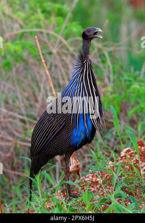 Vulturines Perlhühner, Vulturines Perlhühner (Acryllium vulturinum), Perlhühner, Perlhühner, Hühner, Tiere, Vögel, vulturinisches Perlhuhn Stockfoto