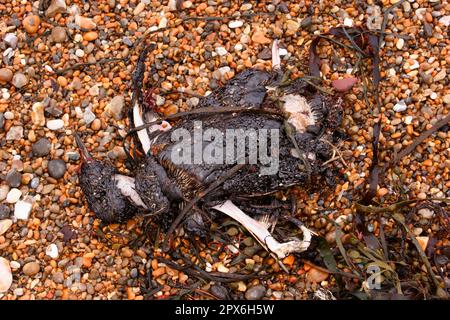 Common Guillemot (Uria aalge) tot, geölte Leiche wurde am Strand angespült, Chesil Beach, Dorset, England, Großbritannien Stockfoto