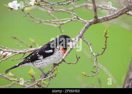 Rosenbrustschnabel (Pheucticus ludovicianus) männlich, männlich, hoch oben auf dem Zweig, North Dakota (U.) S.A. Frühling Stockfoto