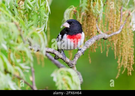 Rosenschnabel (Pheucticus ludovicianus), männlich, männlich, hoch oben auf einem Eichenzweig (U.) S.A.-Frühling Stockfoto