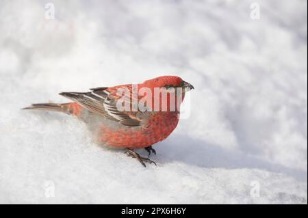 Kiefernschnabel (Pinicola enucleator), männlich, auf Schneefutter, Lappland, Finnland Stockfoto