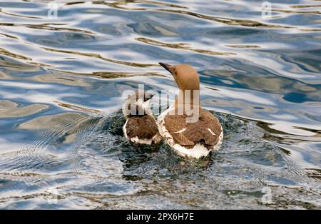 Guillemot (Uria aalge), Erwachsene mit Küken, Schwimmen auf See, Farne Islands, Northumberland, England, Vereinigtes Königreich Stockfoto