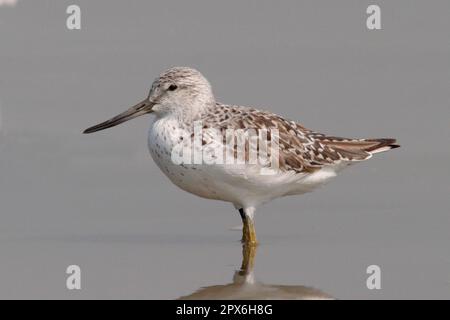 Nordmannscher Grünschenkel (Tringa guttifer), gefleckter Grünschenkel, Tiere, Vögel, Waders, Nordmanns Greenshank Erwachsener, Zuchthupfer, im Wasser stehend Stockfoto