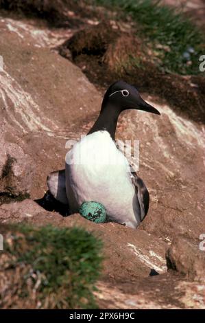 Guillemot (Uria aalge), Guillemot, Alcids, Animals, Birds, Guillemot Bridled, mit einem Ei FL003770 (S) Stockfoto