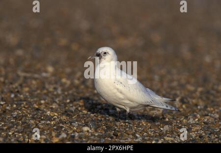 Elfenbeinmöwe, Elfenbeinmöwe (Pagophila eburnea), Gullen, Tiere, Vögel, Elfenbeinmöwe Stockfoto