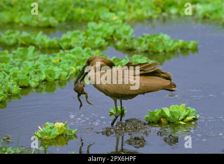 Hammerhai (Scopus umbretta), Shadebird, Shadebirds, Tiere, Vögel, Hamerkop steht im flachen Wasser mit afrikanischem Bullfrog (S), FL003896, Malawi Stockfoto