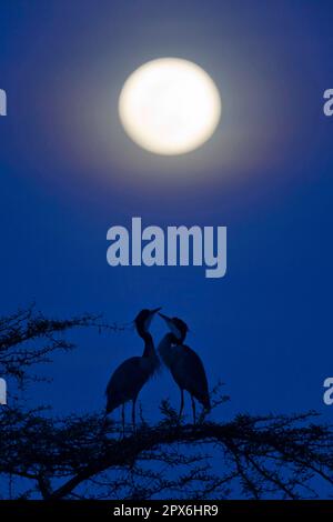 Erwachsenes Paar schwarz gekrönte Nachtreiher (Ardea melanocephala), die nachts im Mondlicht auf einem Zweig sitzen, Serengeti N. P. Tansania Stockfoto