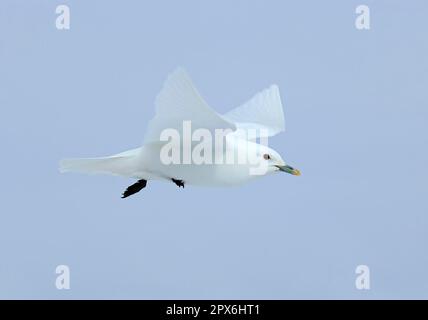 Elfenbeinmöwe, Elfenbeinmöwe (Pagophila eburnea), Möwen, Tiere, Vögel, Elfenbeinmöwe Erwachsene, Im Flug, Spitsbergen, Svalbard Stockfoto