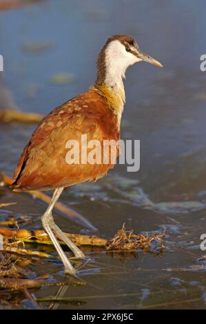 Afrikanische Jacana (Actophilornis africanus), Erwachsener, im flachen See stehend, Kruger N. P. Mpumalanga, Südafrika Stockfoto