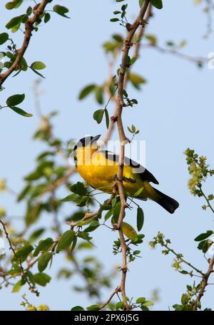 IORA (Aegithina tiphia multicolor), männlich, hoch oben auf dem Zweig, Sri Lanka Stockfoto