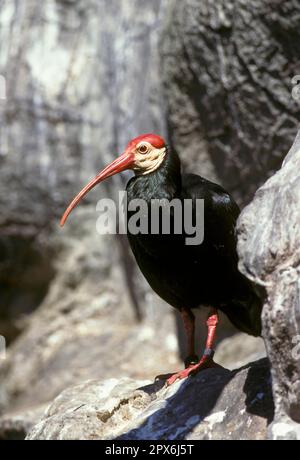 Ibis, Ibis Ibis Ibis, Ibis Ibis Ibis, Ibis Ibis Ibis Ibis, Ibis Ibis Ibis Ibis (Geronticus calvus), Ibis Ibis (Ibis), Ibis (Ibis), Ibis (Ibis), Ibis (Ibis), Ibis (Ibis), Tiere, Vögel, Südkauz Stockfoto