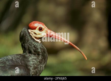 Ibis, Ibis Ibis Ibis, Ibis Ibis Ibis, Ibis Ibis Ibis Ibis, Ibis Ibis Ibis Ibis (Geronticus calvus), Ibis Ibis (Ibis), Ibis (Ibis), Ibis (Ibis), Ibis (Ibis), Ibis (Ibis), Tiere, Vögel, Südkauz Stockfoto