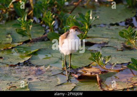 Kammkammjacana (Irediparra gallinacea), jugendlich, läuft auf Lilienpflastern, Kakadu N. P. Northern Territory, Australien Stockfoto