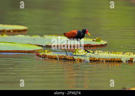 Jacana mit roter Stirn, Jacana mit wackeliger Brust (Jacana Jacana), Jacana mit roter Stirn, Jacana mit roter Stirn, Tiere, Vögel, Er hat Jacana erschüttert, ist auf einem Riesen gelaufen Stockfoto