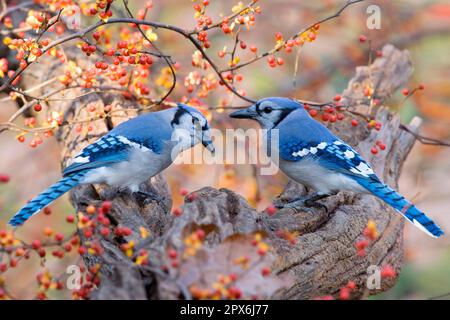Blue Jay (Cyanocitta cristata) zwei Erwachsene, hoch oben auf dem Ast neben dem bittersüßen (U.) S. A. Herbst Stockfoto